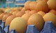 Free Range & Barn Laid Eggs
